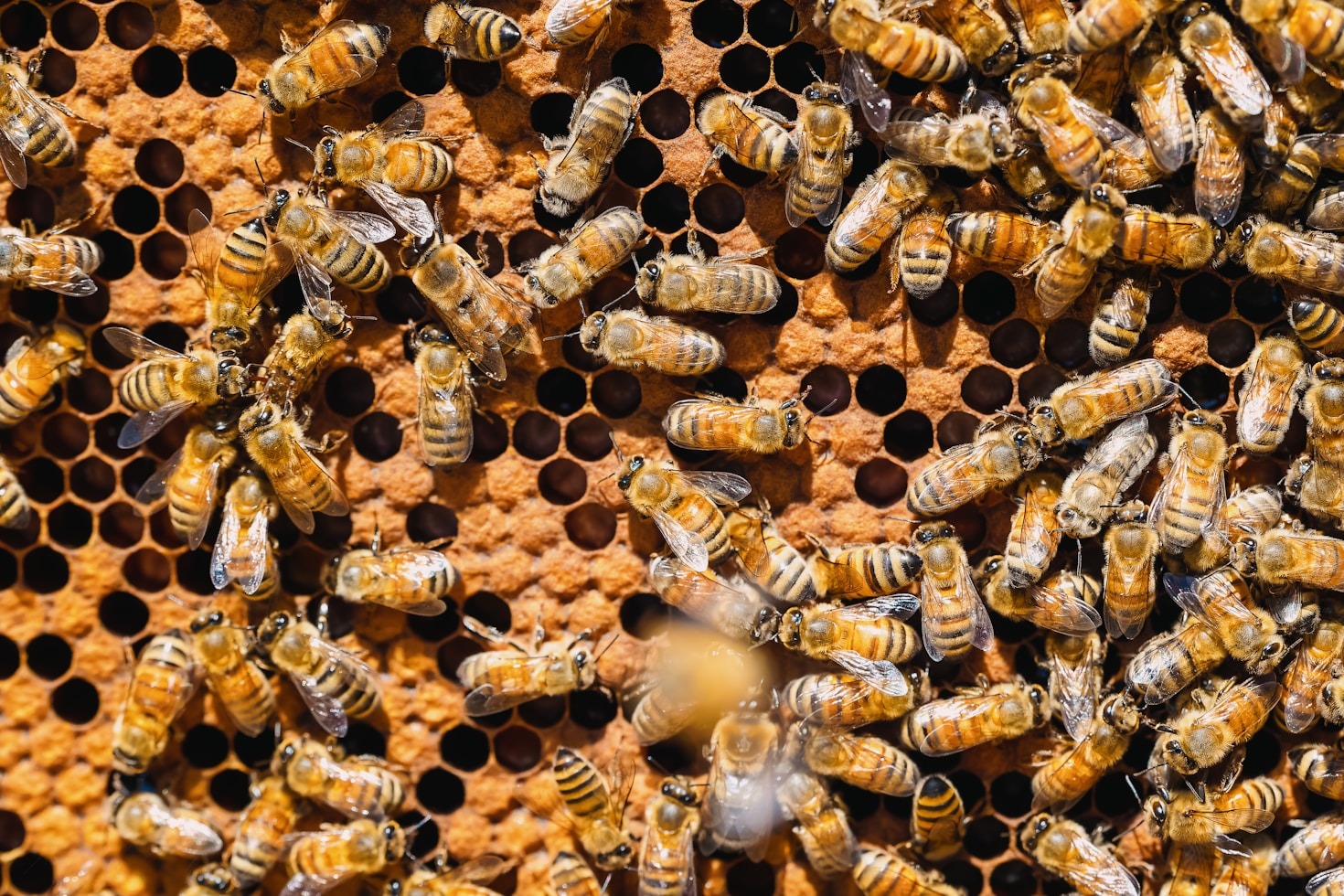 Sustainable Agriculture: Lessons from a Veteran-Owned Business